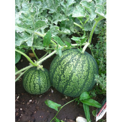 WATERMELON-BUSH SUGAR BABY