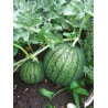 WATERMELON-BUSH SUGAR BABY