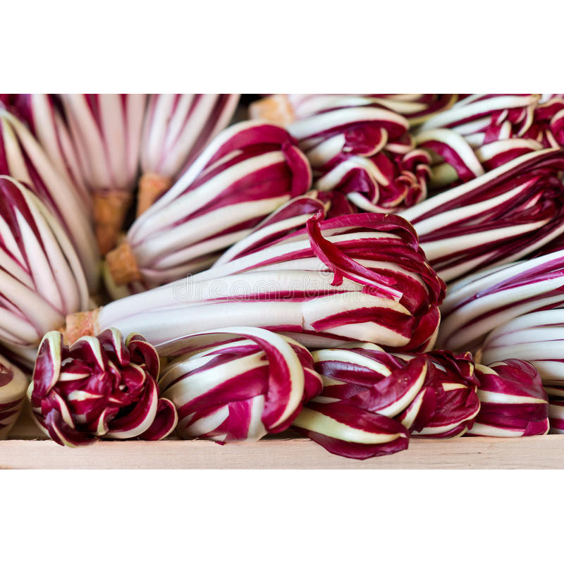 CHICORY-RED RIB