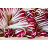 CHICORY-RED RIB