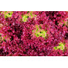 LETTUCE - RED CORAL - LOOSELEAF TYPE