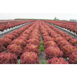 LETTUCE - RED CORAL - LOOSELEAF TYPE