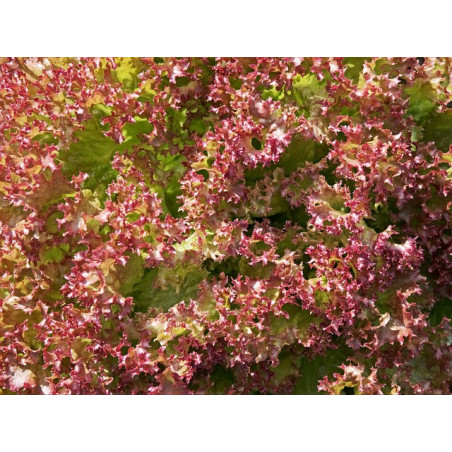 LETTUCE - RED CORAL - LOOSELEAF TYPE