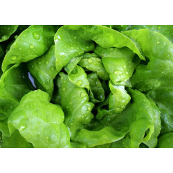 LETTUCE-MIGNONETTE GREEN-BUTTERNUT TYPE
