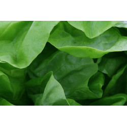 LETTUCE-MIGNONETTE GREEN-BUTTERNUT TYPE