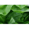 LETTUCE-MIGNONETTE GREEN-BUTTERNUT TYPE