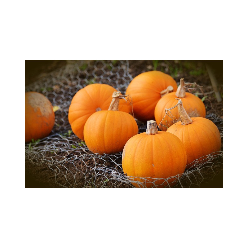 PUMPKIN - SMALL SUGAR