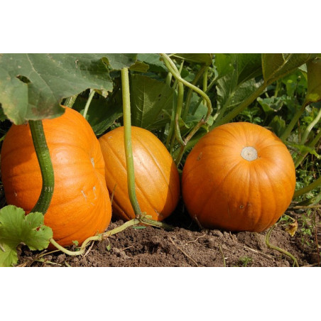 PUMPKIN - SMALL SUGAR