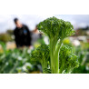 BROCCOLINI