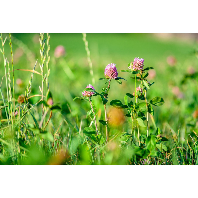 HIGH NITROGEN SOIL MIX