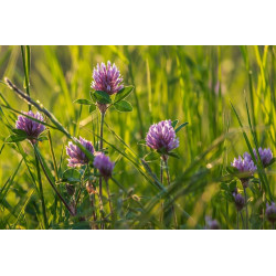 HIGH NITROGEN SOIL MIX