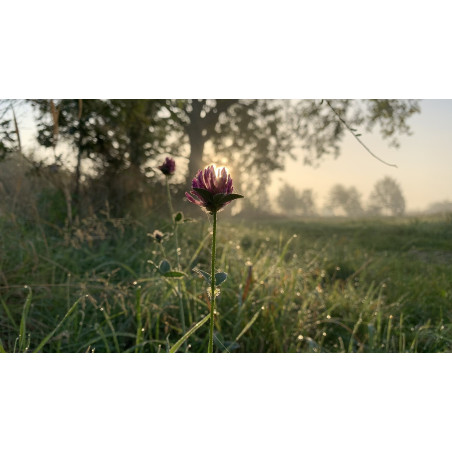 HIGH NITROGEN SOIL MIX