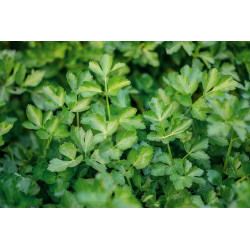 Celery- Tall Utah