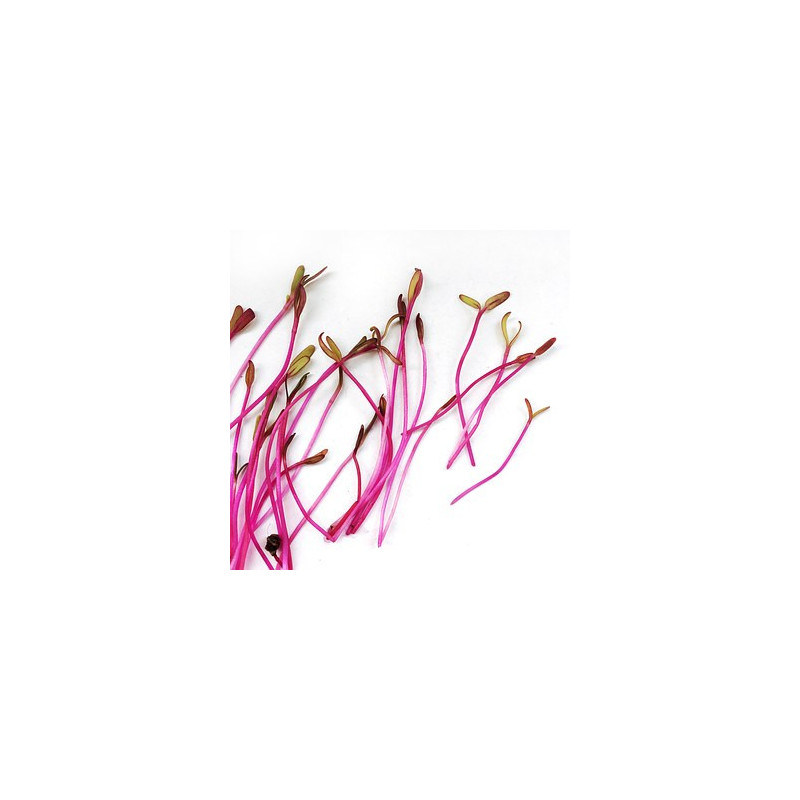 Beet - EVAREADY, Bulls blood.type