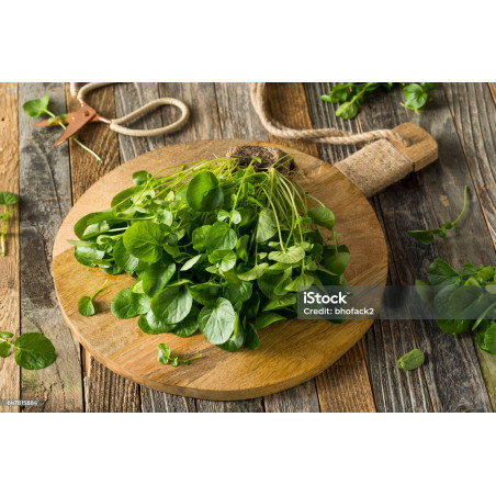 CRESS-WATERCRESS