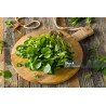 CRESS-WATERCRESS