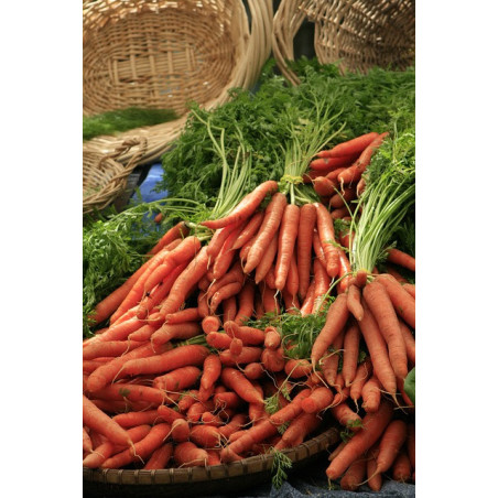 CARROT - SCARLET NANTES - ORGANIC