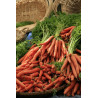 CARROT - SCARLET NANTES - ORGANIC