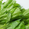SPINACH - WINTER GIANT - ORGANIC