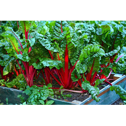 SILVERBEET-RUBY RED