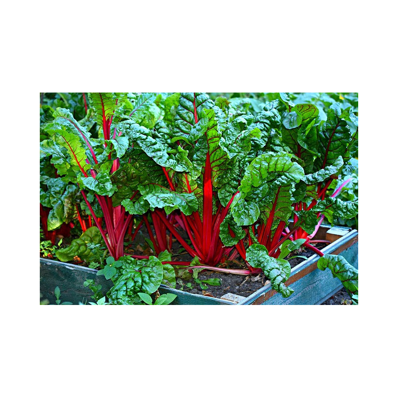 SILVERBEET-RUBY RED