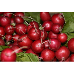 RADISH-CHERRY BELLE-ORGANIC