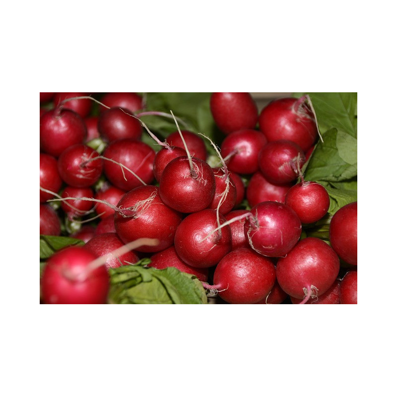 RADISH-CHERRY BELLE-ORGANIC