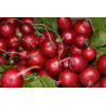 RADISH-CHERRY BELLE-ORGANIC