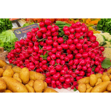 RADISH-CHERRY BELLE-ORGANIC