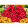 RADISH-CHERRY BELLE-ORGANIC