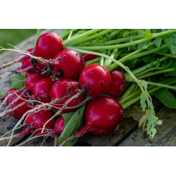 RADISH-CHERRY BELLE-ORGANIC