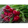 RADISH-CHERRY BELLE-ORGANIC