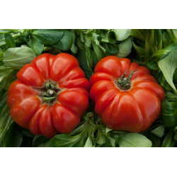 TOMATO-VINE-ROUGE de MARMANDE