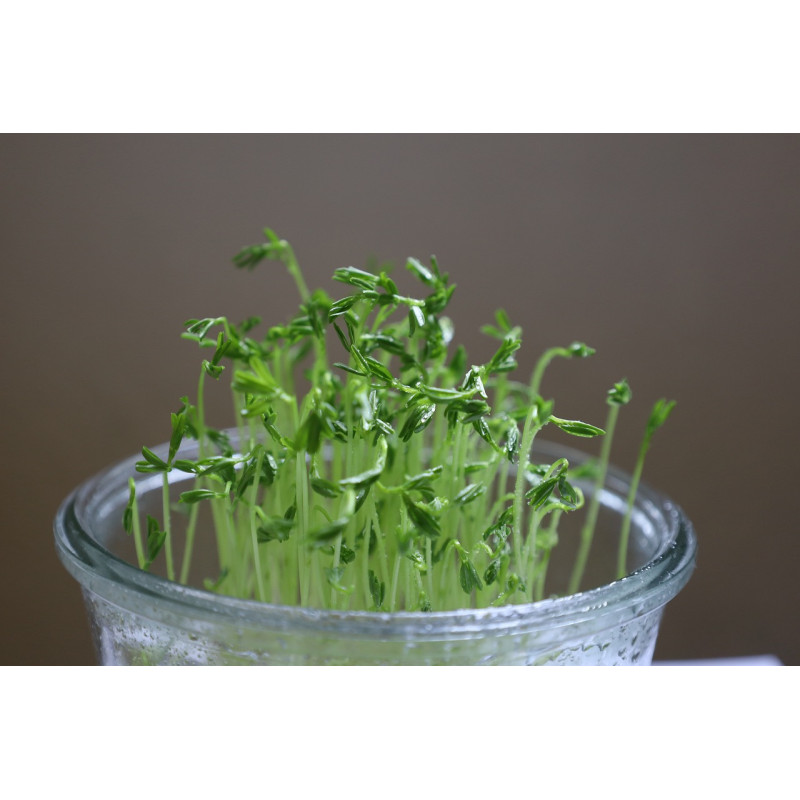 Amaranth Seed Organic
