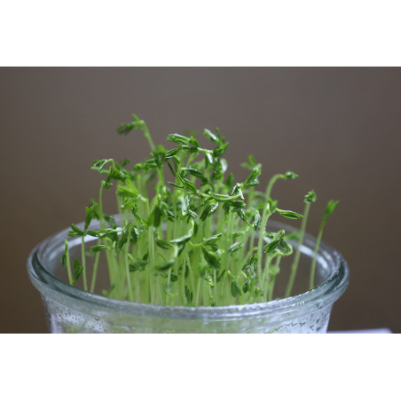 Amaranth Seed Organic