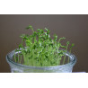 Amaranth Seed Organic