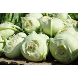 KOHL RABI - PURPLE VIENNA