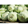KOHL RABI - PURPLE VIENNA