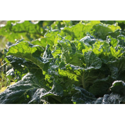 COLLARDS-GEORGIA SOUTHERN