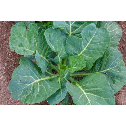 COLLARDS-GEORGIA SOUTHERN