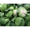 CABBAGE - MINI HEAD