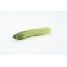 CUCUMBER-ARMENIAN-ORGANIC