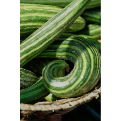 CUCUMBER-ARMENIAN-ORGANIC