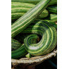 CUCUMBER-ARMENIAN-ORGANIC