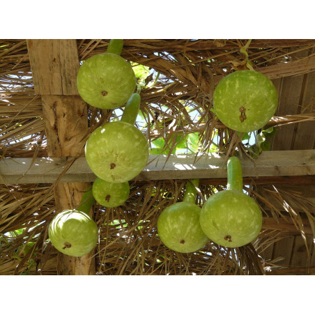 GOURD-BIRDHOUSE
