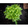 LETTUCE - GREEN OAKLEAF - ORGANIC