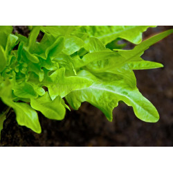 LETTUCE - GREEN OAKLEAF - ORGANIC
