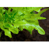 LETTUCE - GREEN OAKLEAF - ORGANIC