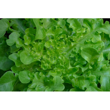 LETTUCE - GREEN OAKLEAF - ORGANIC