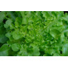 LETTUCE - GREEN OAKLEAF - ORGANIC